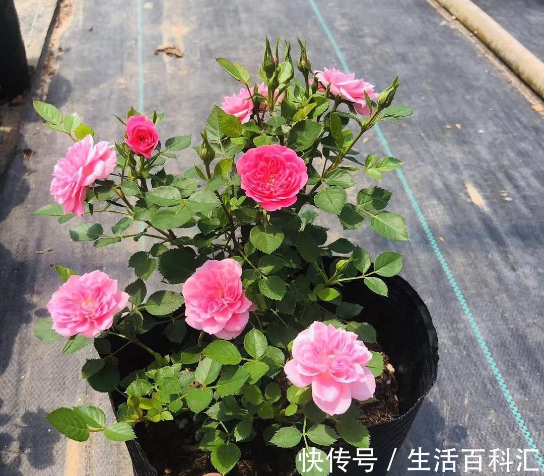 多季|微型月季花“心上人”,一树多色花,多季重复开,漂亮又好养!