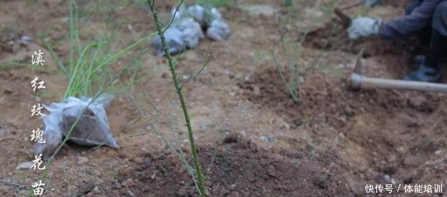 做一桌玫瑰,送给我最爱的你们~