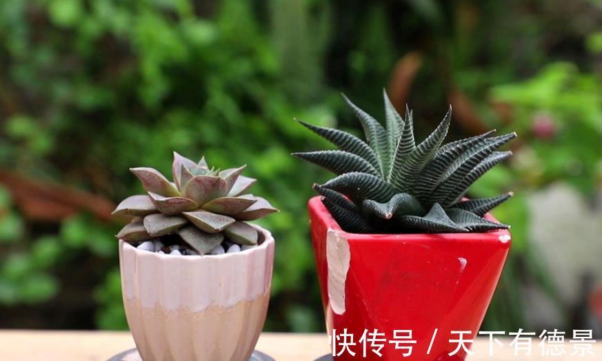 盆栽|夏季盆栽多肉,叶子干瘪褶皱?内行人才知道原因不止是缺水