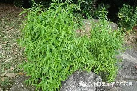 植物养生神奇健康饮品 忧遁草茶 神奇继续 快资讯