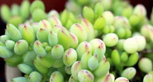 福气|5款多肉,都属于“福娘系”,家里养几盆,福气满满、十分可爱