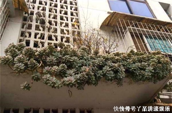 冬美人|此种“多肉”，干不死冻不死，一年四季无人管也疯长，路边常见！