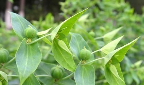 吸血虫病|农村这种奇葩的“野草”，竟然是“天然解毒王”，大家见过吗