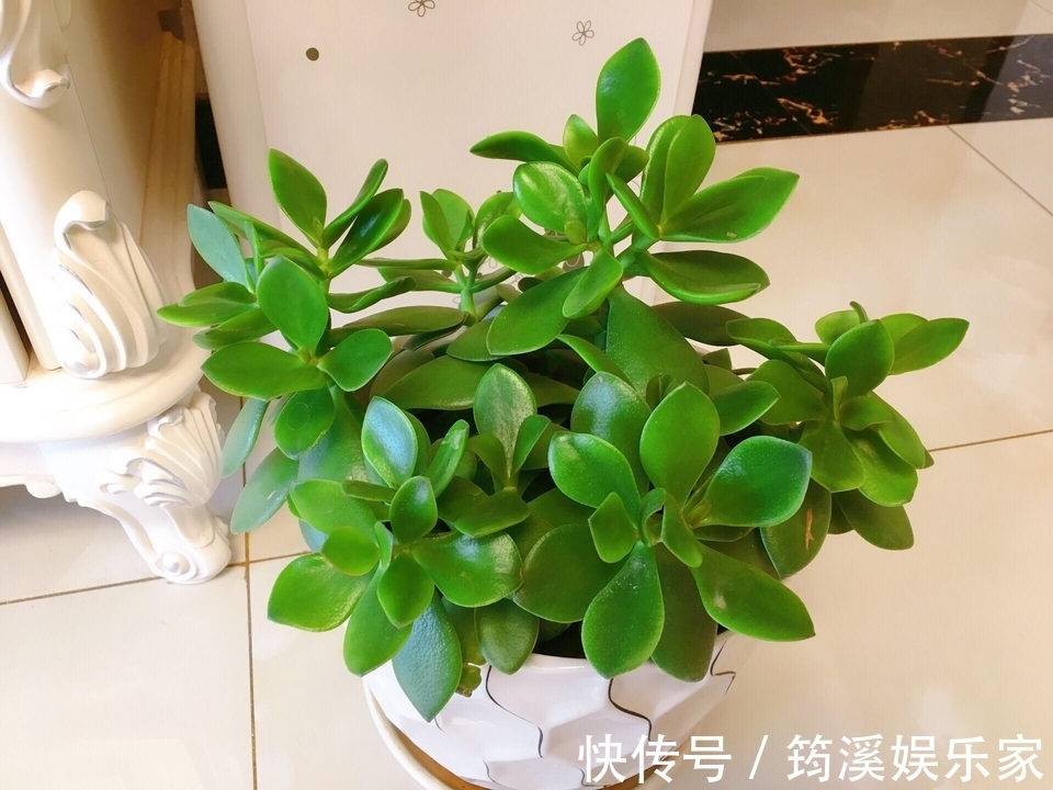 夏季|高温多湿的夏季怎么养护多肉植物玉树盆栽防止掉叶,注意4点
