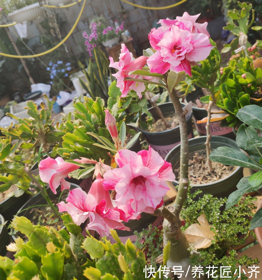 沙漠玫瑰养不好？养它不能做“四件事”，否则烂根、烂叶、不开花