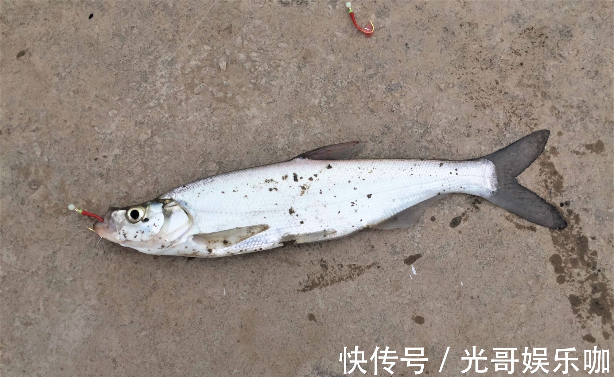 带钩调漂与不带钩调漂有何区别？哪种调钓更适合野钓？