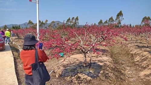 中年|春暖百花开，赏花正当时，蕉岭广福鹰嘴桃花吸引众多游客前往观赏