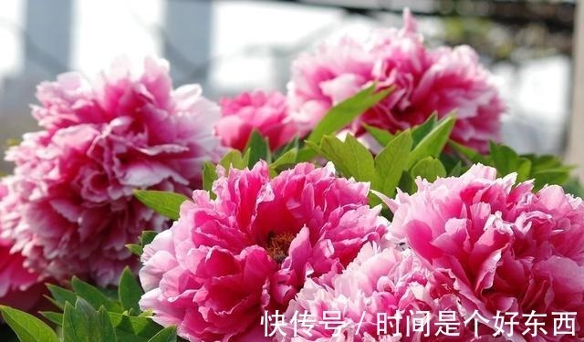 被誉为我国十大名花之首，花色艳丽，香味扑鼻，雍容华贵还好养！