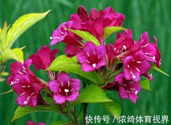 木瓜树|5月6日开始，养花试试这几款，丢在阳台开爆盆，花开娇艳美不胜收