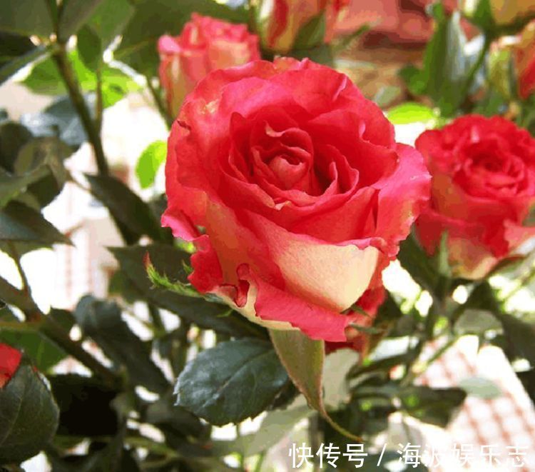 “高档玫瑰”彩纸口红,花开如唇彩,灵动美艳,可以说是精品