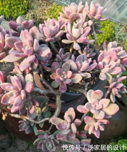 群生|养多肉普货冬美人,了解掌握4个要点,轻松养成群生小老桩