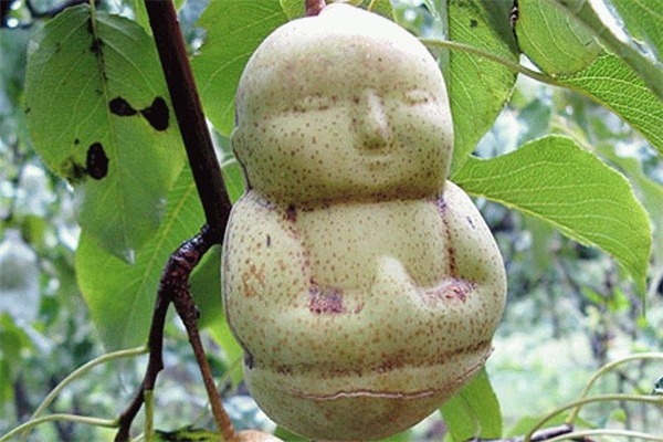 竹丝鸡|女性羡慕别人皮肤好,以下食物多吃点,呵护肌肤,腰肢苗条脸色