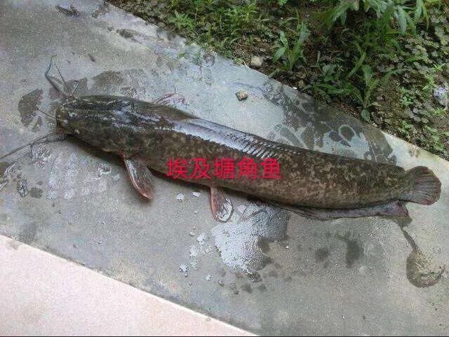 这种是我国最贵的淡水鱼品种之一，很多人即使钓到都舍不得吃