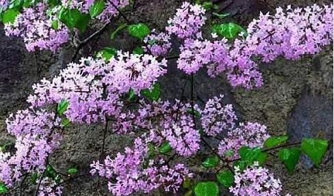 这“3种树”可了不起,比花要美,比5号香水要好闻,养1盆赚大了