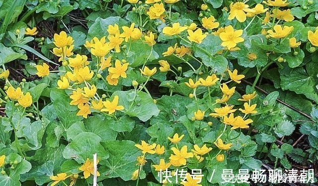 独脚金|俗称“马蹄菜”,长在溪边少人识,叶子却极珍贵,别忽视