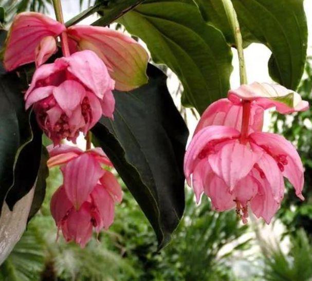 杜鹃花|4种花超好养,花朵漂亮,花期长,四季繁花似锦,美