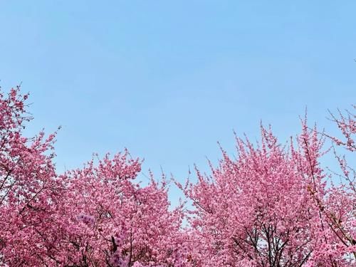 春暖花开日，这些“宝藏”赏花地，值得你打卡