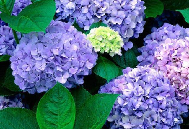 养绣球“修剪”要做对,花期必开花,花开几百朵,变成“大花球”