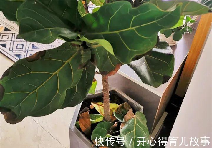 10种花,一降温就黄叶,赶紧换个地方养