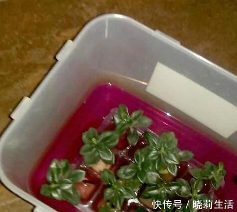 自制|6个方法教你自制生根水,用了它,随便掐个枝就能生根,还爆盆!