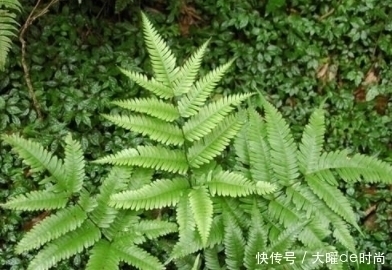 植物|农村儿时常见的野草，全身都是“宝”，不仅能食用还能缓解疲劳