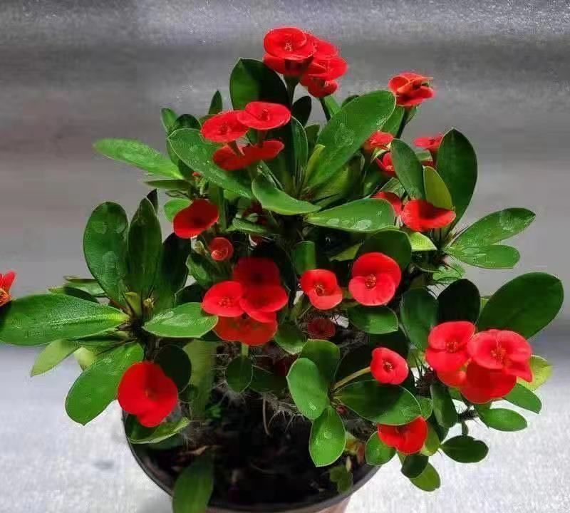 虎年春节不能少的4种虎花,养在家里虎虎生威,旺家有旺财