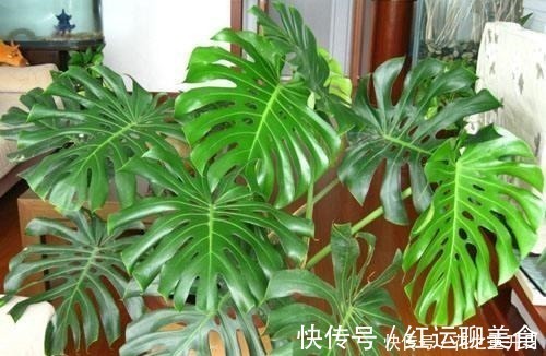 味道|养花别用“黄豆肥”了，味道太大！它才是养花万能肥，养啥旺啥！