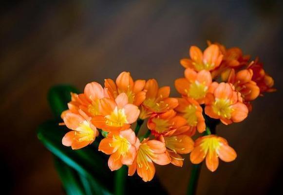 夏季养君子兰，这3个“禁区”别触碰，保证度夏无忧，轻松爆盆