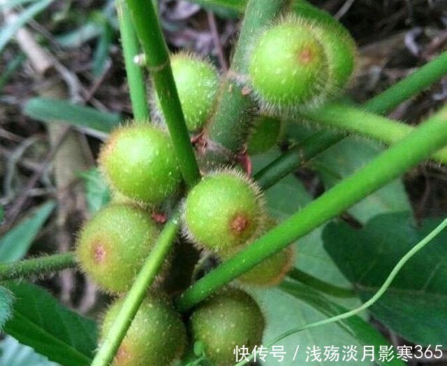 五指毛桃|这植物人称“五爪龙”，看着不起眼，用处却不少，可惜不多见了