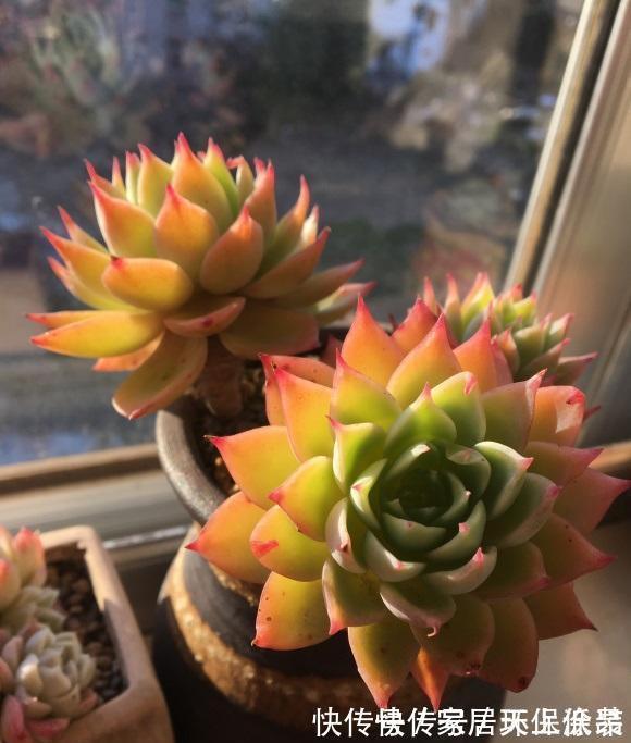 室内封闭阳台，买多肉要注意，带桩子的不要买，养不好