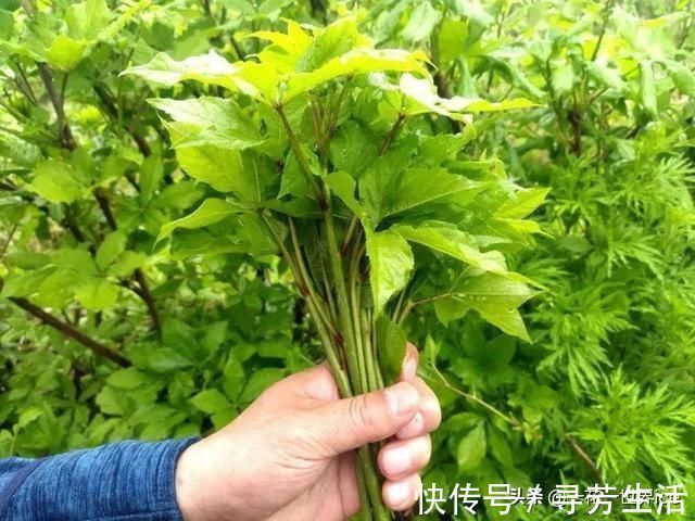 神农本草经|这树满身刺，嫩叶却成极品野菜，民间俗称“刺拐棒”，一斤30元