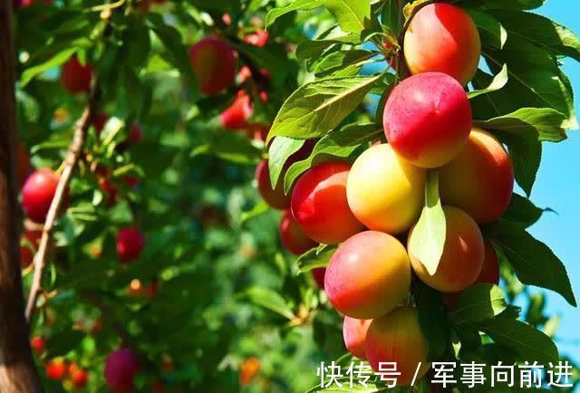 白萝卜|女性担心老太快,要多吃三种食物,美容养颜,提高免疫力!