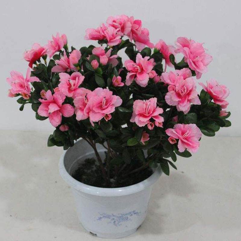 这花人称“淹不死”，花开100天，比绿萝、吊兰好养，比牡丹更