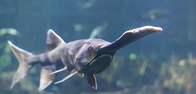 动物|一百年来,中国灭绝了多少动物?