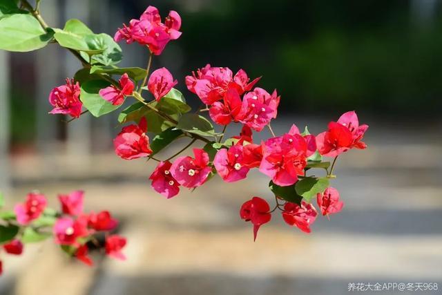 扦插|三角梅的养护大全摘光叶子,少浇水,使劲晒,开花爆满盆
