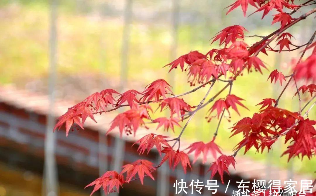 阳台上|从繁殖到造型，在开启三角枫盆景制作过程中感受缤纷世界！