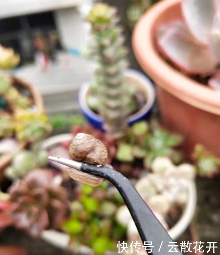 免费的多肉,总是活得特别好