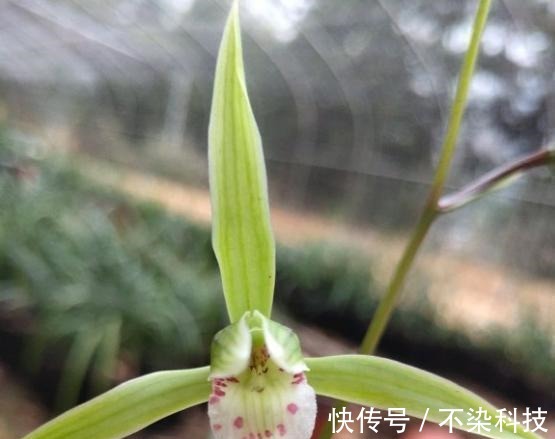 好的寒兰，叶是怎样的？花是怎样的？整体形态又是怎样的