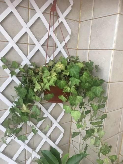 养花|居家养花,最适合客厅养的“6种绿植”,摆在客厅更上档次