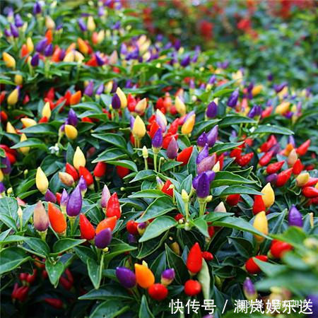 移栽|既好看，又好吃的七彩辣椒，你会错过在你的花盆么
