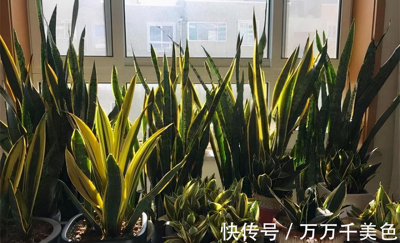 虎皮兰有“3怕两不喜”,难怪不爱出小芽,还越长越难看