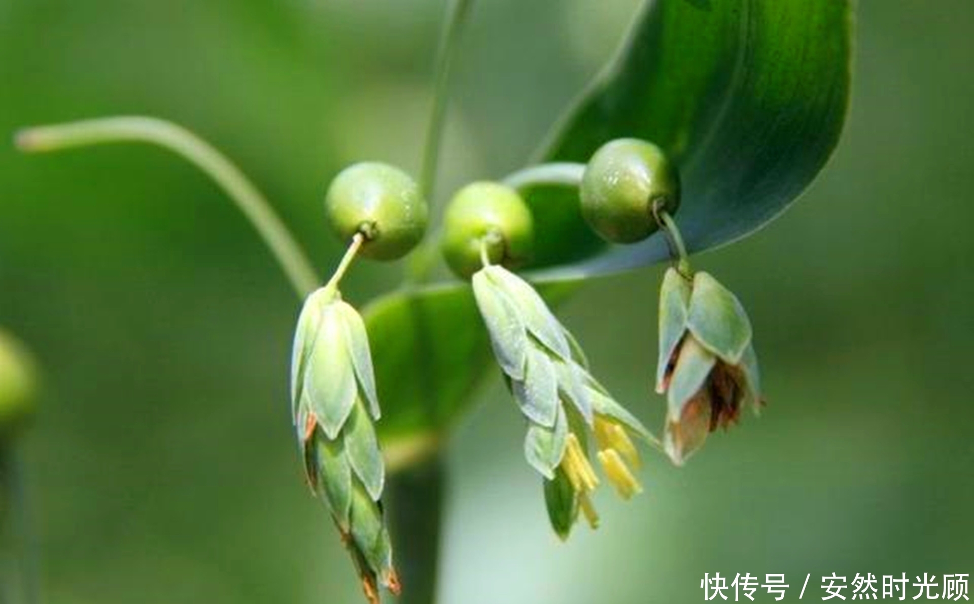 农村这野草,是祛湿驱寒的良药,人称“来尿珠”,如今30元一斤