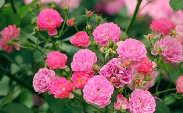 养菊花不如养“它”,比玫瑰花香,比月季美,好养开成“花瀑布”