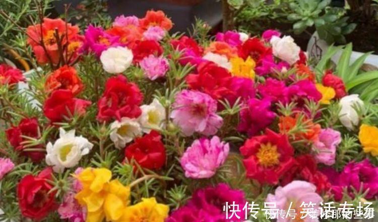 客厅就4种花，一年到头开不停，漂亮大气，富贵满满！