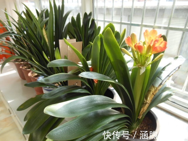 花生壳|君子兰吃点“小颗粒”，长速就像“大白菜”，1年冒5对“油绿叶