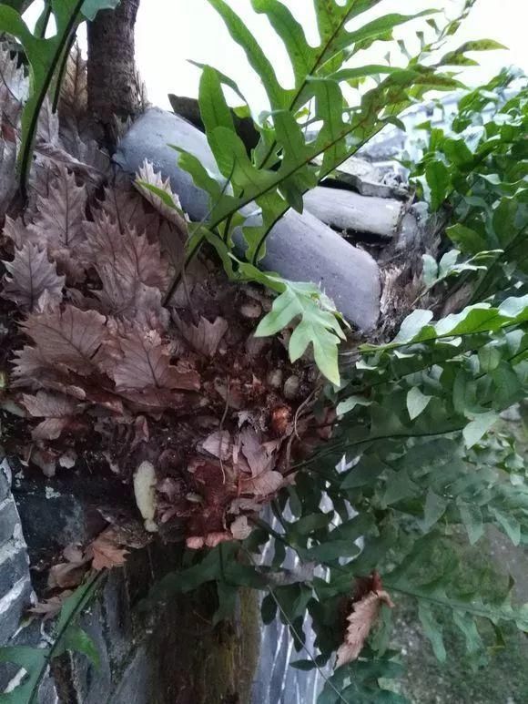 垂盆草|屋顶上的野草，人称“房神”，别再拔了，是福气！