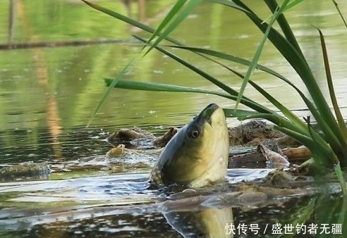 三种草鱼钓法,不仅钓法不同,用饵和思路上另有篇章——盛世三渔
