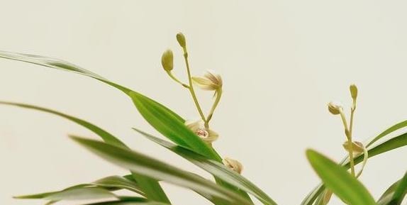 前人传下来的养兰“8字经”,是对养好兰花的经验和总结,赶紧学