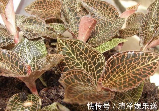 花友|在树下,1种植物“珍贵”,人称“金线兰”,殊不知1斤“450元”