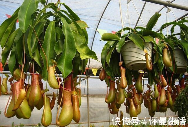 窗台|蚊子害怕这“5种花”,夏天养1盆,蚊虫躲的远,安心睡觉